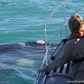  Boat based Whale Watching 